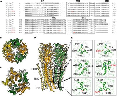 Novel Functional Properties of Missense Mutations in the Glycine Receptor β Subunit in Startle Disease